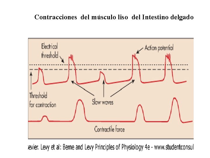 Contracciones del músculo liso del Intestino delgado 