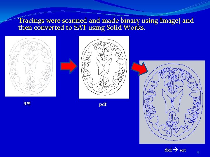 Tracings were scanned and made binary using Image. J and then converted to SAT