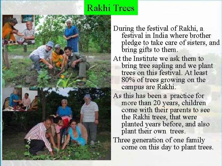 Rakhi Trees During the festival of Rakhi, a festival in India where brother pledge