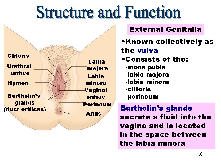 External Genitalia Clitoris Urethral orifice Hymen Bartholin’s glands (duct orifices) Labia majora Labia minora