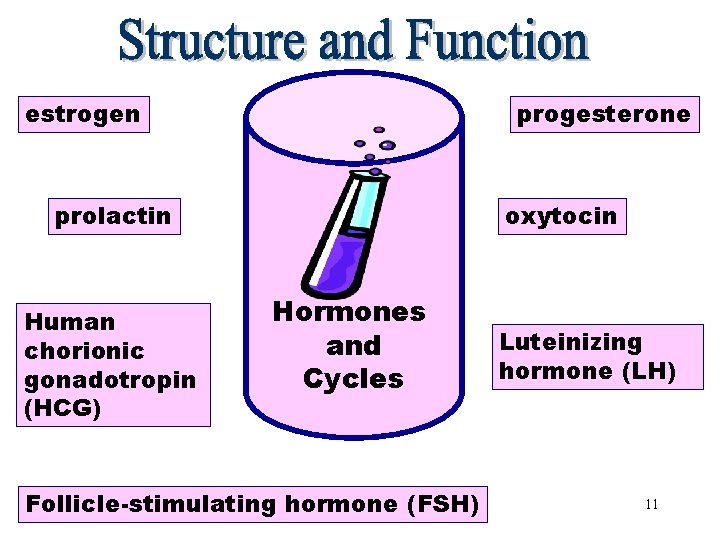 estrogen Hormones and Cycles progesterone prolactin Human chorionic gonadotropin (HCG) oxytocin Hormones and Cycles