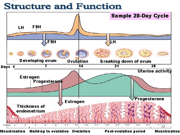 Sample 28 -Day Cycle LH FSH Sample 28 -Day Cycle FSH Developing ovum 7