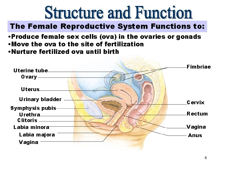 The Female Reproductive System Functions to: Structure and Function • Produce female sex cells