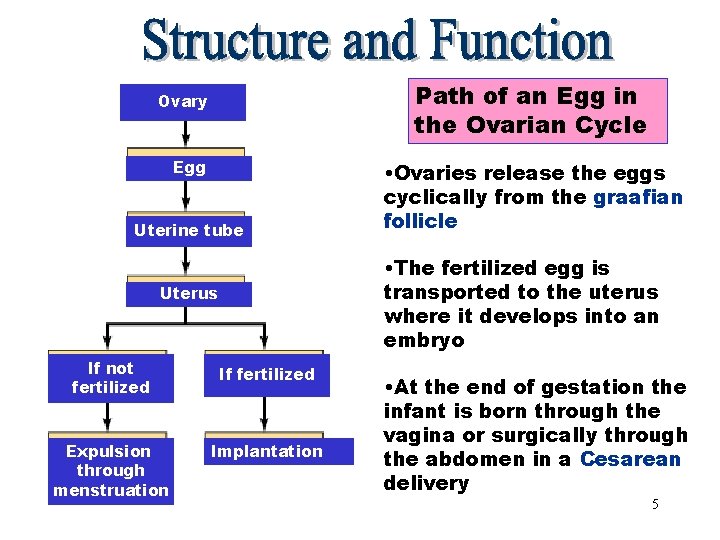 Path of an Path Eggof an Egg in Ovary the Ovarian Cycle Egg Uterine