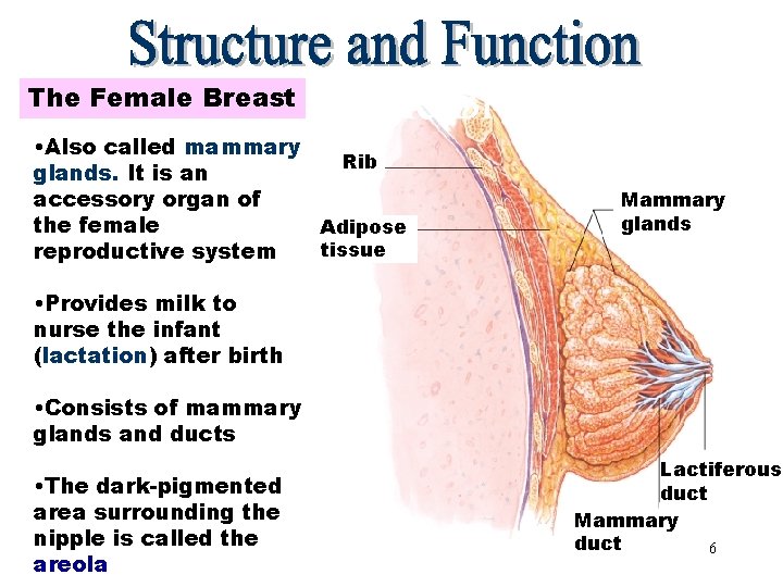 The Female Breast • Also called mammary Rib glands. It is an accessory organ