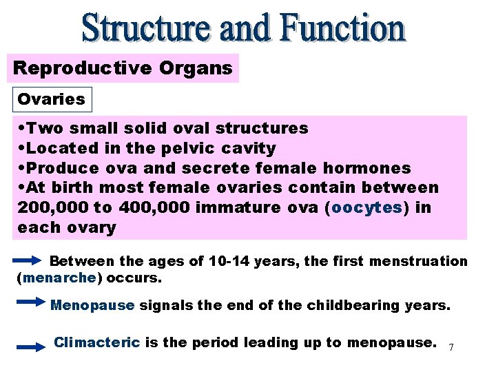 Reproductive Organs Ovaries • Two small solid oval structures • Located in the pelvic