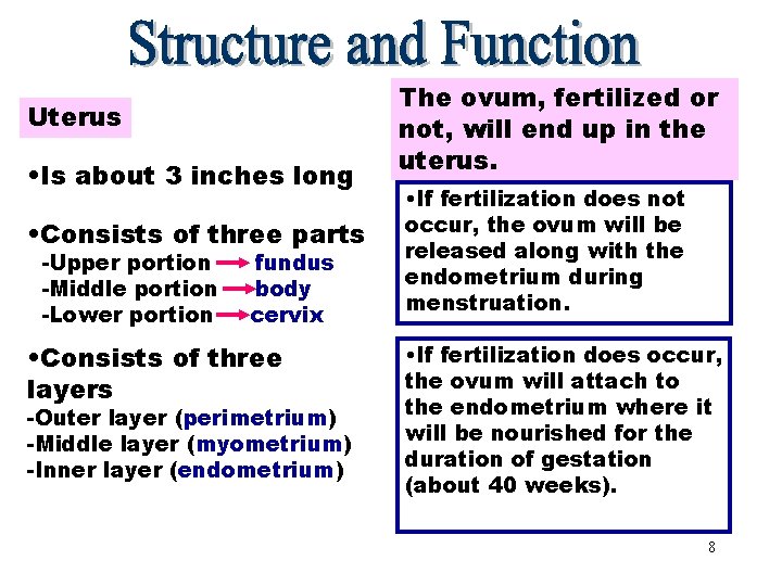 The ovum, fertilized or Uterus not, will end up in the Uterus • Is