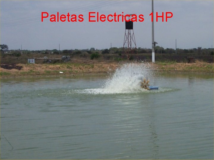 Paletas Electricas 1 HP 