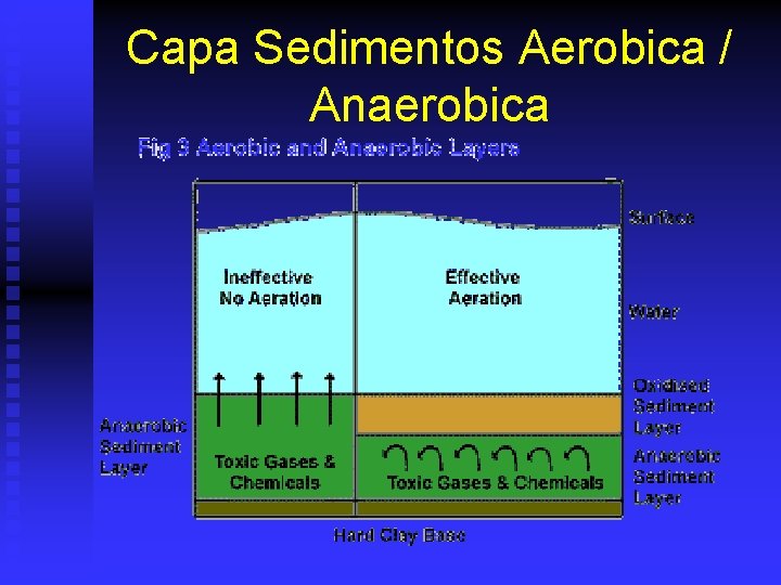 Capa Sedimentos Aerobica / Anaerobica 