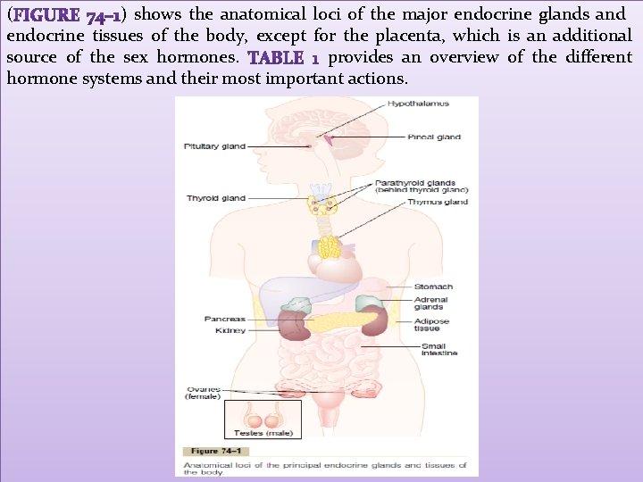 ( ) shows the anatomical loci of the major endocrine glands and endocrine tissues