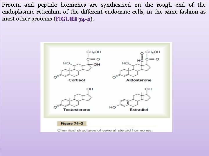 Protein and peptide hormones are synthesized on the rough end of the endoplasmic reticulum