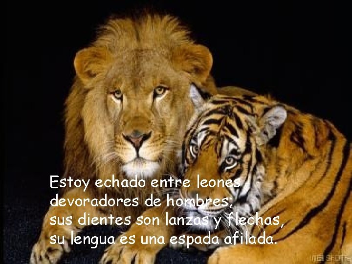 Estoy echado entre leones devoradores de hombres; sus dientes son lanzas y flechas, su