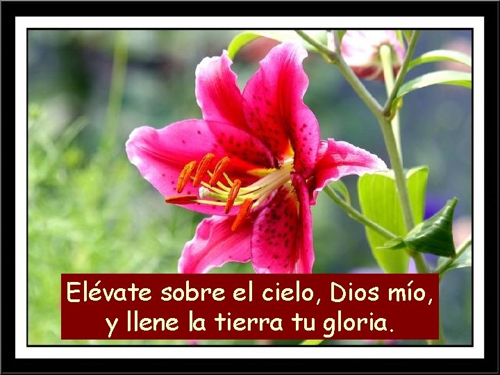 Elévate sobre el cielo, Dios mío, y llene la tierra tu gloria. 
