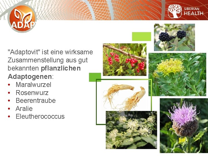 ADAPTOVIT "Adaptovit" ist eine wirksame Zusammenstellung aus gut bekannten pflanzlichen Adaptogenen: • Maralwurzel •