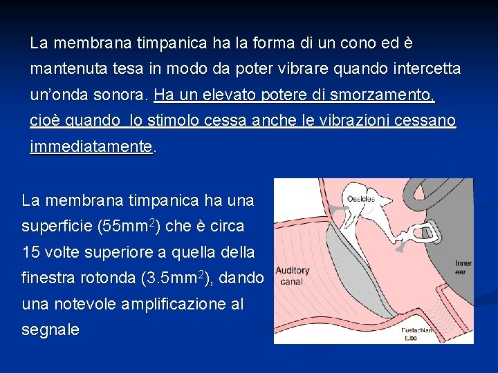 La membrana timpanica ha la forma di un cono ed è mantenuta tesa in