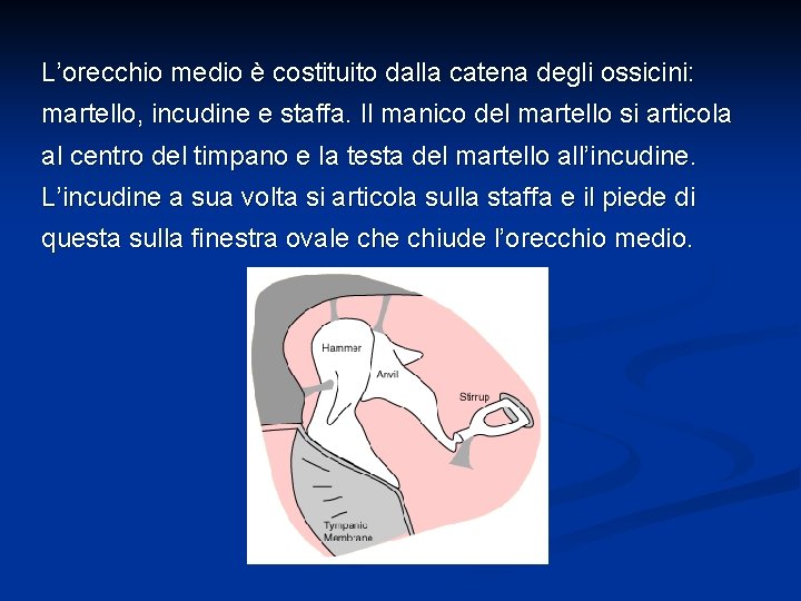 L’orecchio medio è costituito dalla catena degli ossicini: martello, incudine e staffa. Il manico