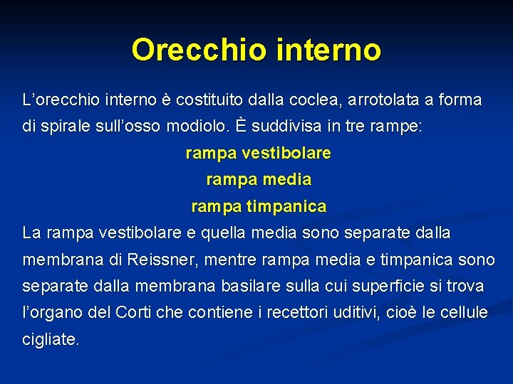 Orecchio interno L’orecchio interno è costituito dalla coclea, arrotolata a forma di spirale sull’osso