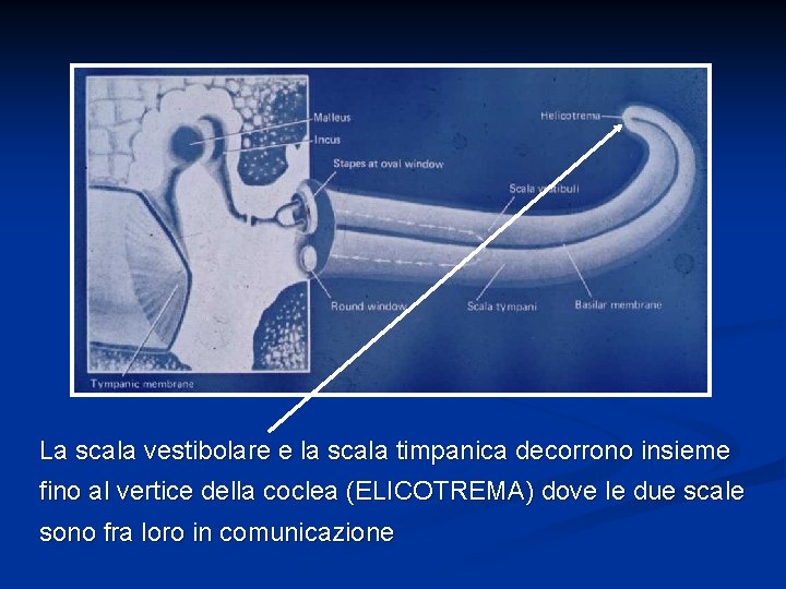 La scala vestibolare e la scala timpanica decorrono insieme fino al vertice della coclea