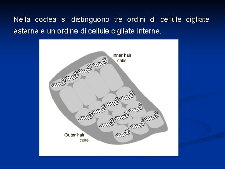 Nella coclea si distinguono tre ordini di cellule cigliate esterne e un ordine di