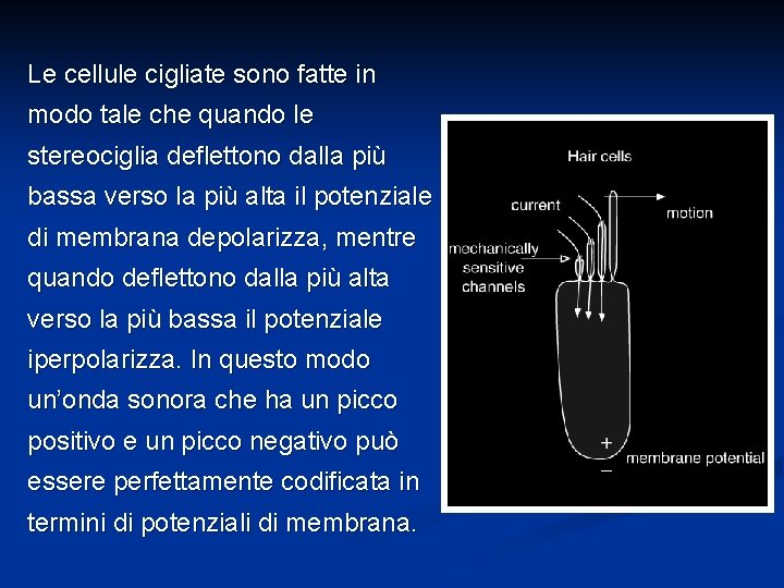 Le cellule cigliate sono fatte in modo tale che quando le stereociglia deflettono dalla