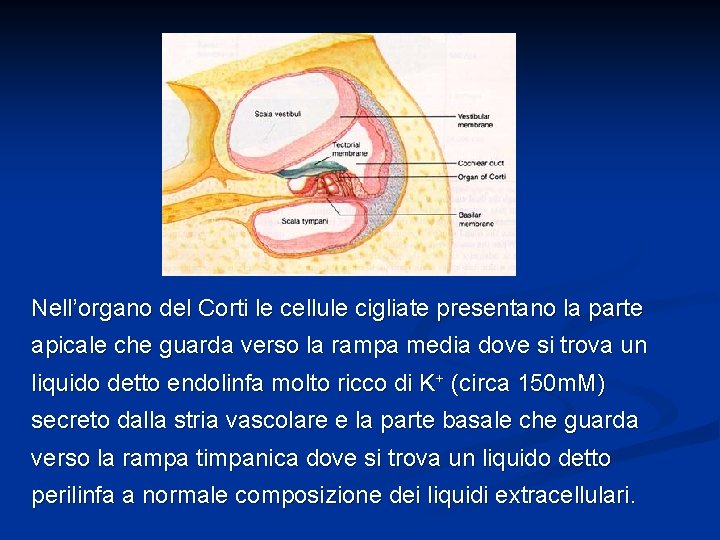 Nell’organo del Corti le cellule cigliate presentano la parte apicale che guarda verso la