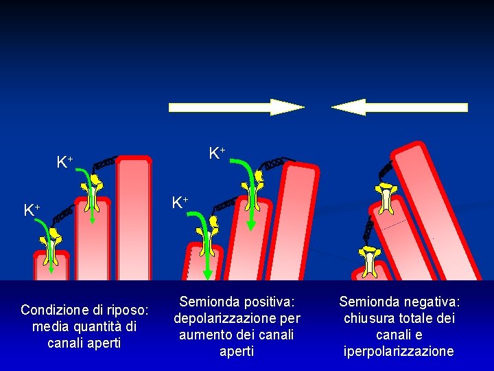 K+ K+ K+ Condizione di riposo: media quantità di canali aperti K+ Semionda positiva: