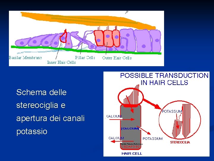 Schema delle stereociglia e apertura dei canali potassio 