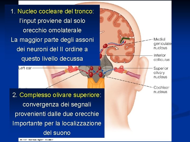 1. Nucleo cocleare del tronco: l’input proviene dal solo orecchio omolaterale La maggior parte
