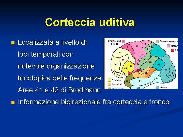 Corteccia uditiva n Localizzata a livello di lobi temporali con notevole organizzazione tonotopica delle