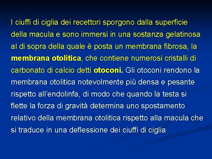 I ciuffi di ciglia dei recettori sporgono dalla superficie della macula e sono immersi