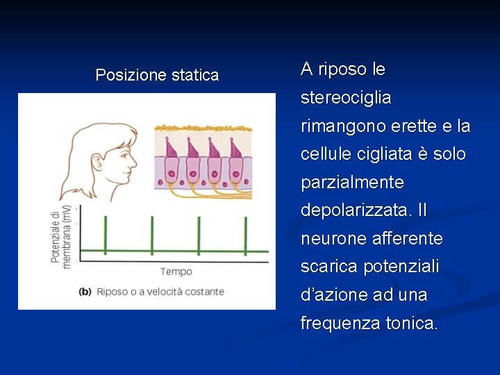 Posizione statica A riposo le stereociglia rimangono erette e la cellule cigliata è solo