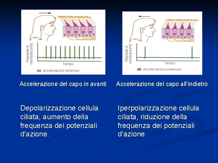 Accelerazione del capo in avanti Accelerazione del capo all’indietro Depolarizzazione cellula ciliata, aumento della