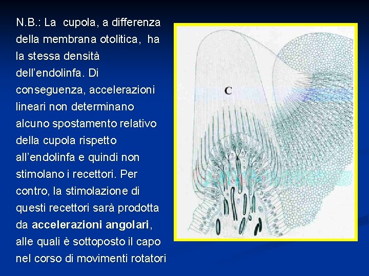 N. B. : La cupola, a differenza della membrana otolitica, ha la stessa densità