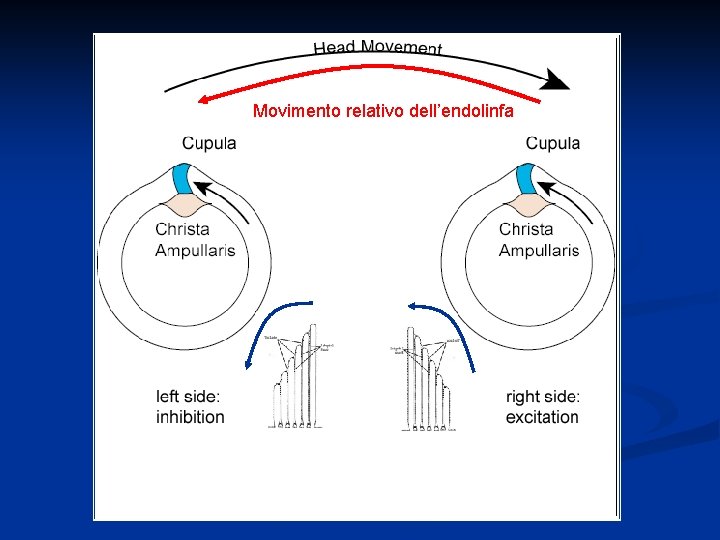 Movimento relativo dell’endolinfa 