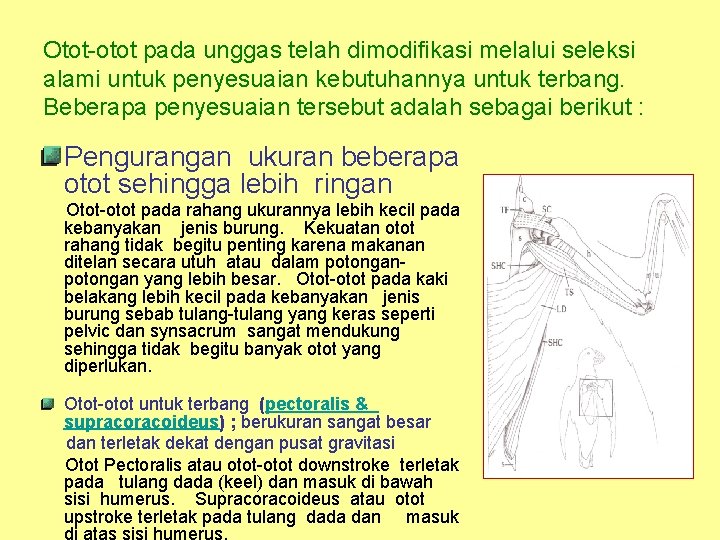 Otot-otot pada unggas telah dimodifikasi melalui seleksi alami untuk penyesuaian kebutuhannya untuk terbang. Beberapa