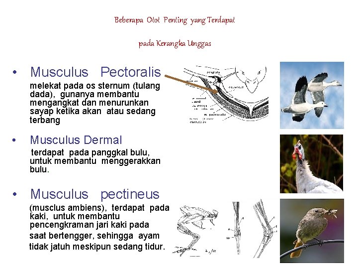 Beberapa Otot Penting yang Terdapat pada Kerangka Unggas • Musculus Pectoralis melekat pada os