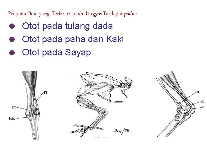 Proporsi Otot yang Terbesar pada Unggas Terdapat pada : Otot pada tulang dada Otot