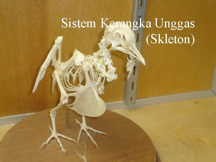 Sistem Kerangka Unggas (Skleton) 