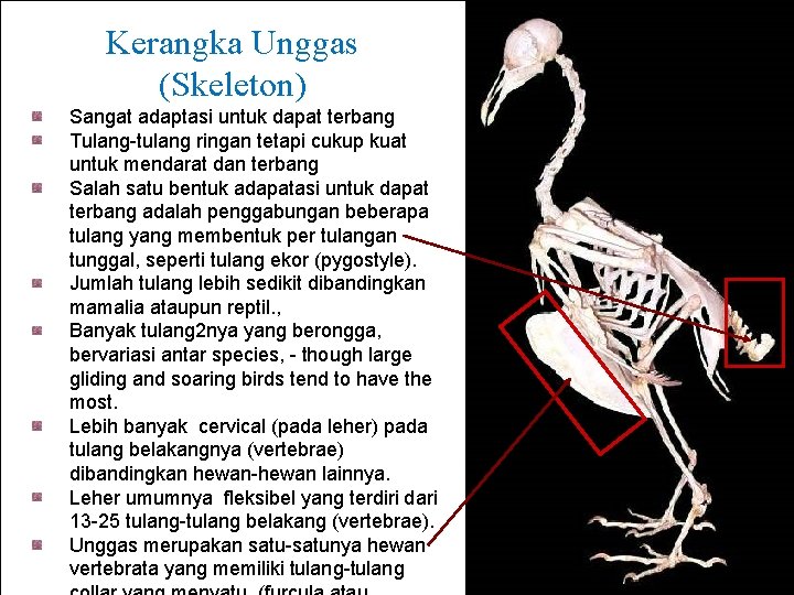 Kerangka Unggas (Skeleton) Sangat adaptasi untuk dapat terbang Tulang-tulang ringan tetapi cukup kuat untuk
