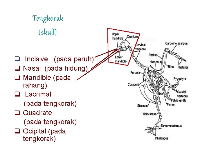 Tengkorak (skull) q Incisive (pada paruh) q Nasal (pada hidung) q Mandible (pada rahang)