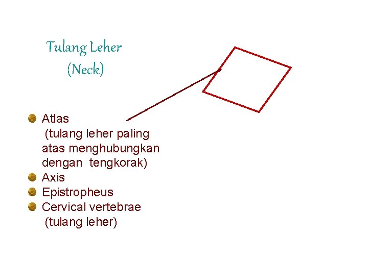 Tulang Leher (Neck) Atlas (tulang leher paling atas menghubungkan dengan tengkorak) Axis Epistropheus Cervical
