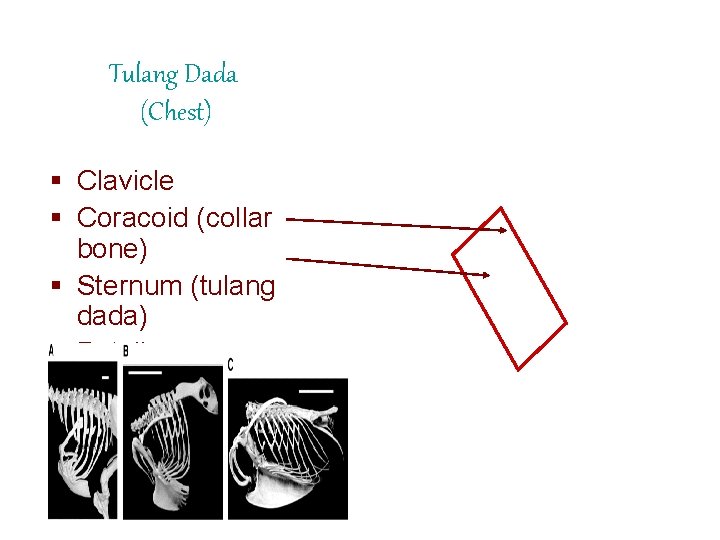 Tulang Dada (Chest) § Clavicle § Coracoid (collar bone) § Sternum (tulang dada) §