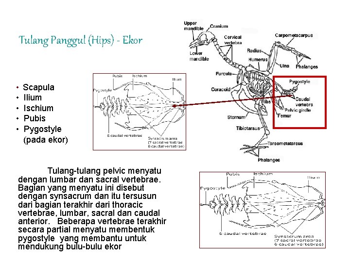 Tulang Panggul (Hips) - Ekor • Scapula • Ilium • Ischium • Pubis •