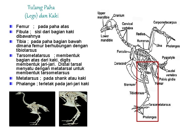 Tulang Paha (Legs) dan Kaki Femur ; pada paha atas Fibula ; sisi dari
