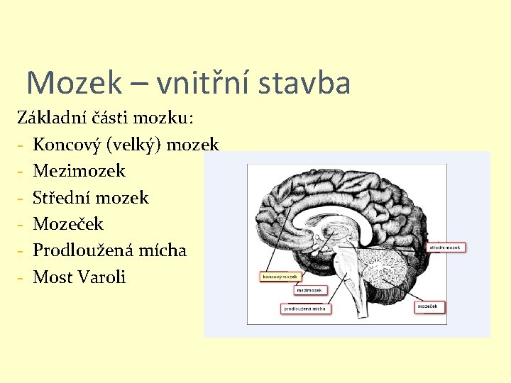 Mozek – vnitřní stavba Základní části mozku: - Koncový (velký) mozek - Mezimozek -