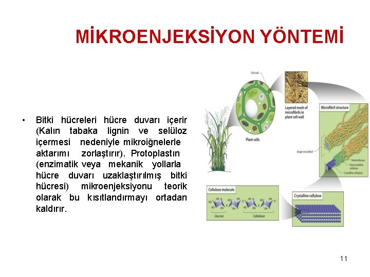 MİKROENJEKSİYON YÖNTEMİ • Bitki hücreleri hücre duvarı içerir (Kalın tabaka lignin ve selüloz içermesi