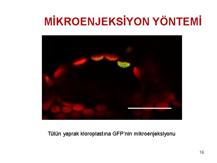 MİKROENJEKSİYON YÖNTEMİ Tütün yaprak kloroplastına GFP’nin mikroenjeksiyonu 16 