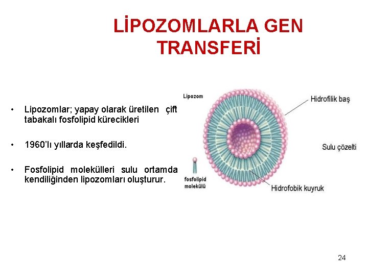 LİPOZOMLARLA GEN TRANSFERİ • Lipozomlar; yapay olarak üretilen çift tabakalı fosfolipid kürecikleri • 1960’lı