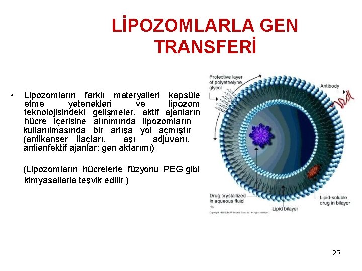 LİPOZOMLARLA GEN TRANSFERİ • Lipozomların farklı materyalleri kapsüle etme yetenekleri ve lipozom teknolojisindeki gelişmeler,