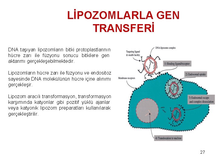 LİPOZOMLARLA GEN TRANSFERİ DNA taşıyan lipozomların bitki protoplastlarının hücre zarı ile füzyonu sonucu bitkilere